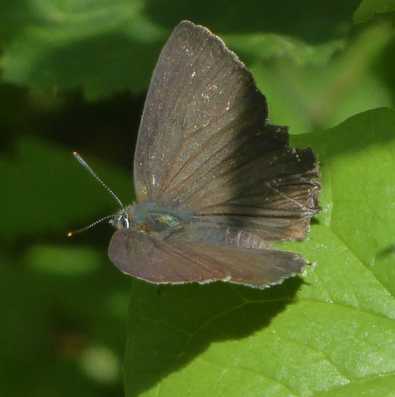 Favonius quercus Favonius quercus
